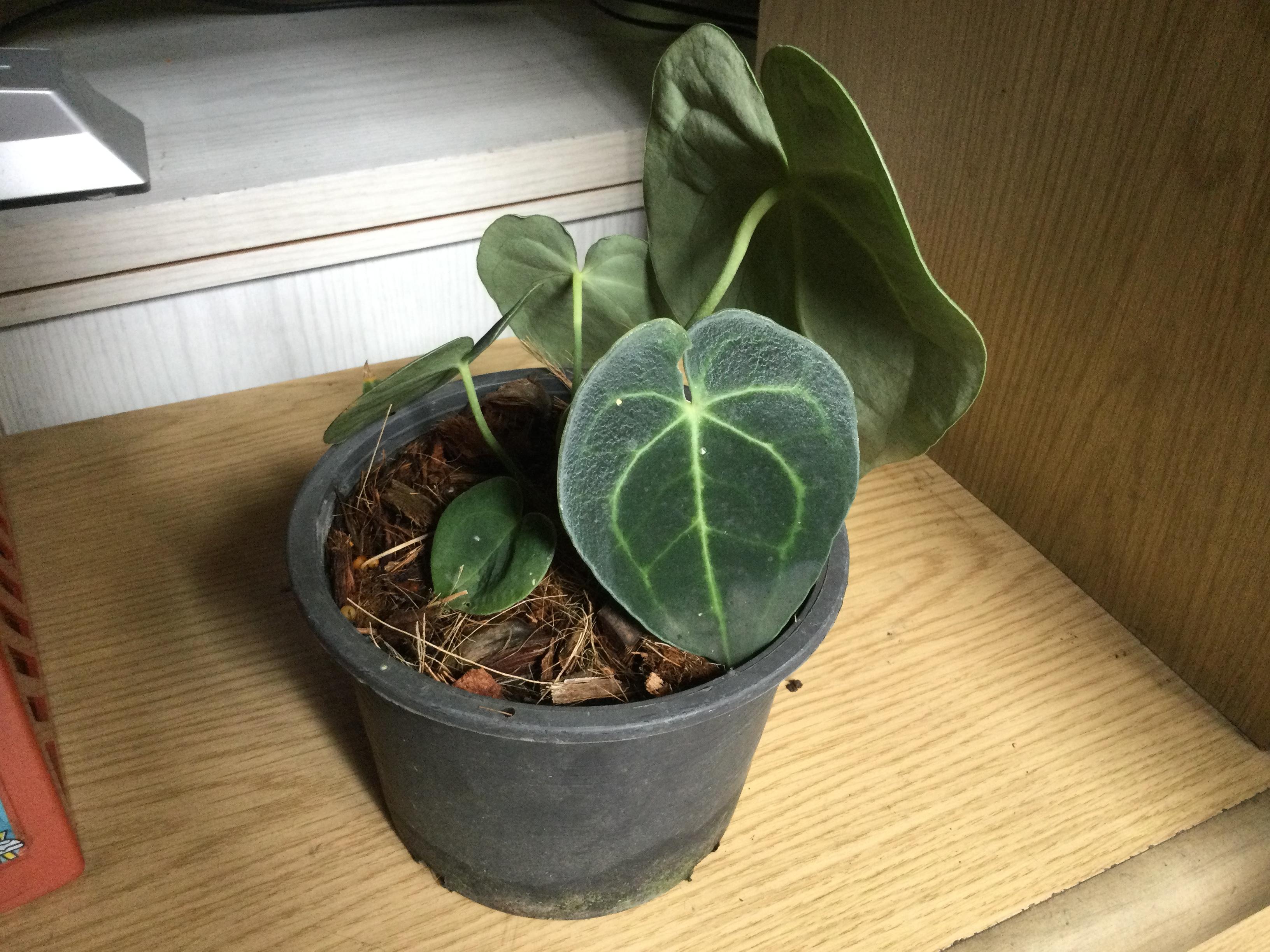 ต้นหน้าวัวหัวใจลาย หรือหน้าวัวหัวใจเศรษฐี (Anthurium Clarinervium) / ต้น*