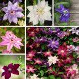 เคล็มแมททิส (Clematis) คละสี (C) / 50 เม็ด