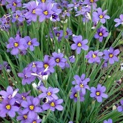 หญ้าบลูอาย (Blue-eyed grass) / 50 เม็ด (USA)*