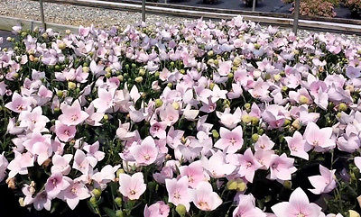 บอลลูน สีชมพู (Pink Balloon) / 25 เม็ด