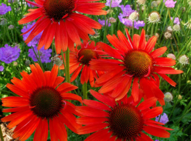 เอ็กไคนาเซีย (Echinacea) สีแดง / 100 เม็ด