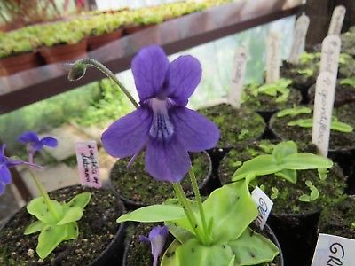 พิงกุย (Pinguicula) สีม่วง / 5 เม็ด (Hungary)