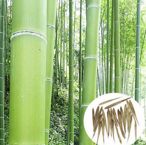 ไผ่โมโซ (Moso Bamboo) / 100 เม็ด (China)*