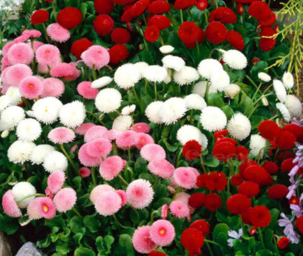 อิงลิช เดซี่ (English Daisy - Pomponette) คละ / 500 เม็ด (UK)