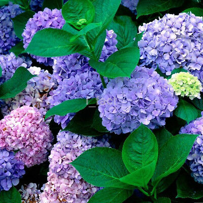 ไฮเดรนเยีย (Hydrangea) สีม่วงและชมพู / 50 เม็ด