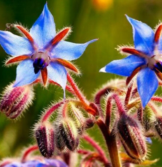 โบราจ (Blue Borage) / 50 เม็ด