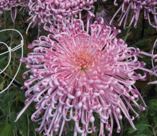 เบญจมาศ ไฟร์เวอร์ค (Chrysanthemum Fireworks) สีชมพู / 50 เม็ด