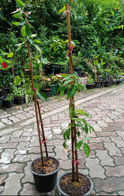 ต้นแพรชมพู กระถาง 8 นิ้ว เถายาว 100 ซ.ม. ขึ้นไป / ต้น