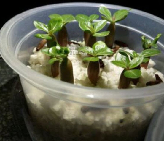 ชวนชม สี Golden Blood Red / 2 เม็ด (นอก)