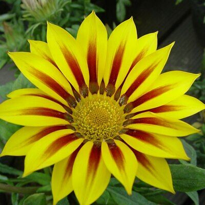 กาซาเนีย หรือพระจันทร์ทรงกลด (Gazania) คละ / 200 เม็ด