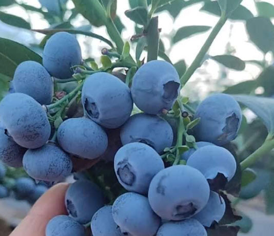 ต้นบลูเบอรี่ โอนิล อายุต้น 3 ปี+ (Blueberry - Oneil) สูง 40 - 70 ซ.ม.