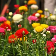 รานังคูลัส หรือบัทเตอร์คัพ (Ranunculus) คละ / ซอง 100 เม็ด (S080)