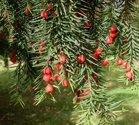 สนยู สนยิว สนอังกฤษ Taxus Baccata / 5 เม็ด (Czech)