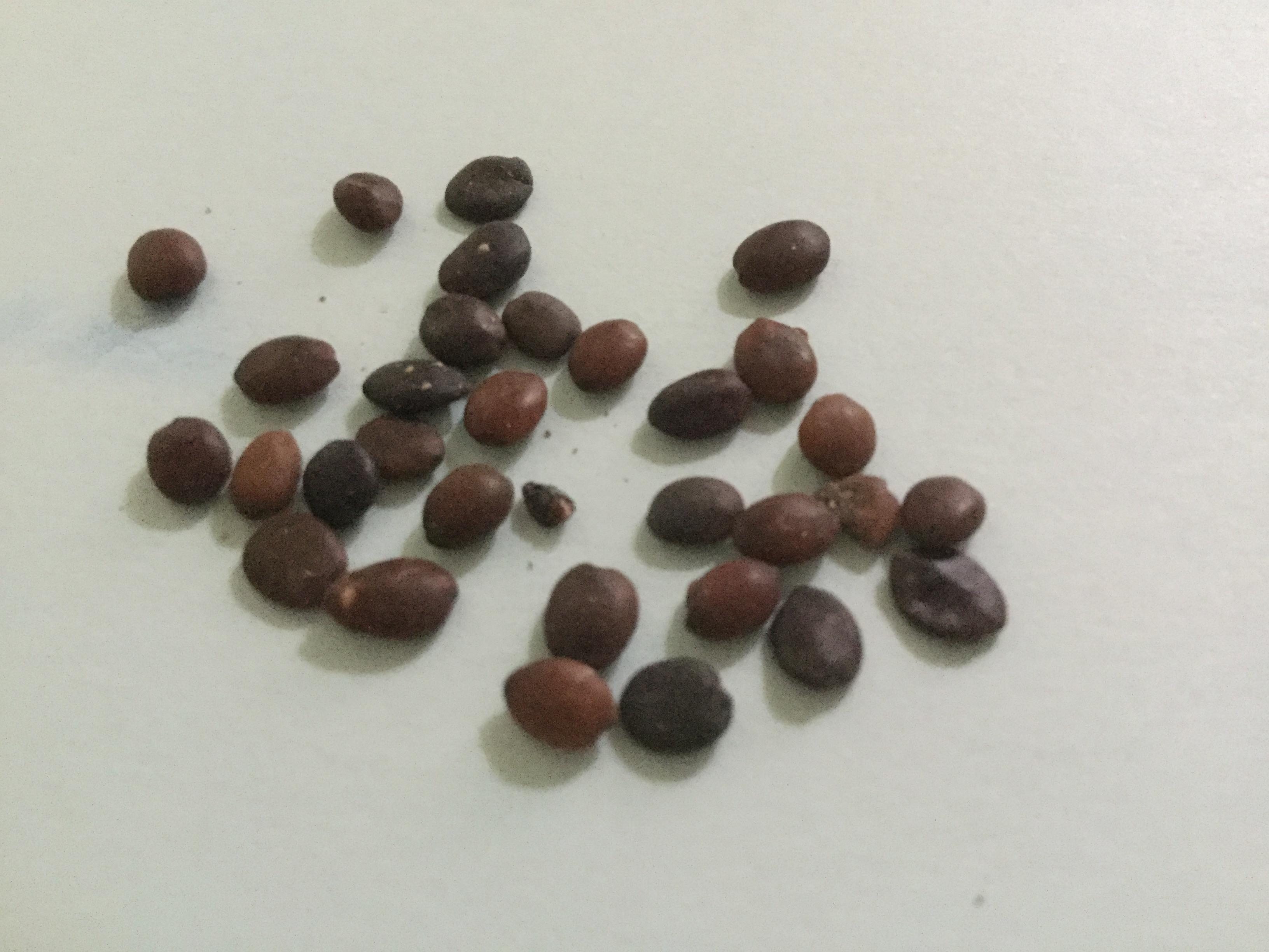 ไทรใบแหลม (Ficus Benjamina) / 20 เม็ด (นอก)