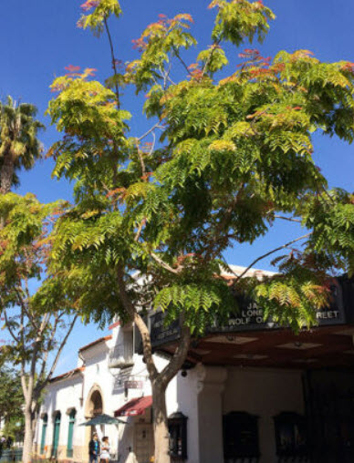 สะเดาช้าง (Pink Cedar Tree) / 15 เม็ด (France)