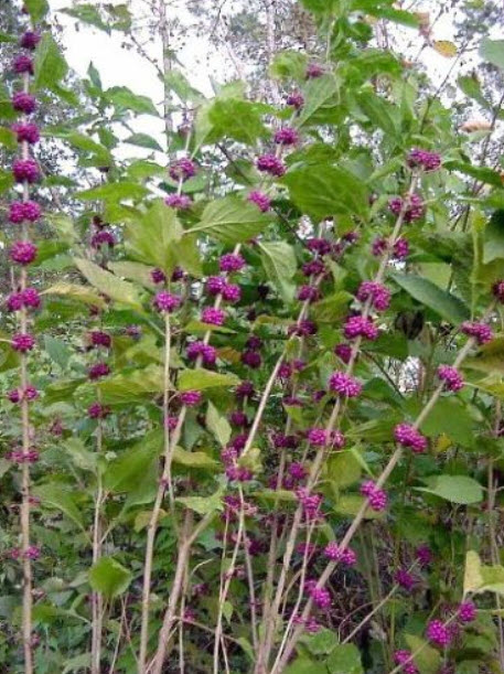 อเมริกัน บิวตี้เบอรี่ (American Beautyberry) สีม่วง / 20 เม็ด (USA)