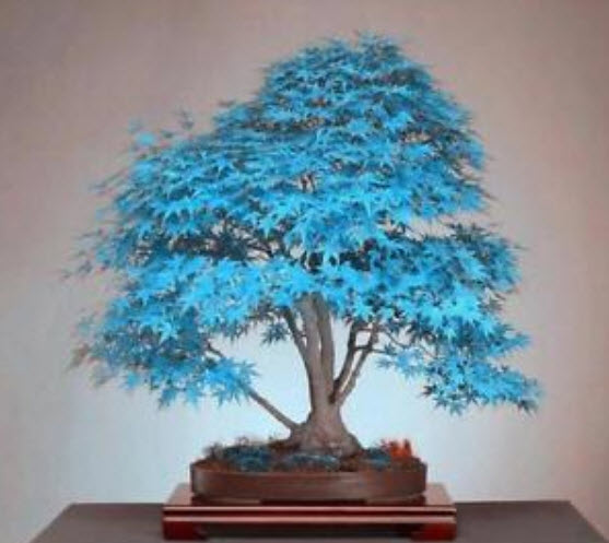 เมเปิ้ลญี่ปุ่น (Japanese Maple) สีฟ้าอ่อน / 15 เม็ด