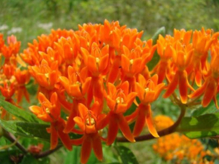 มิลค์หวีด สีส้ม (Orange Butterfly Milkweed) / 90 เม็ด
