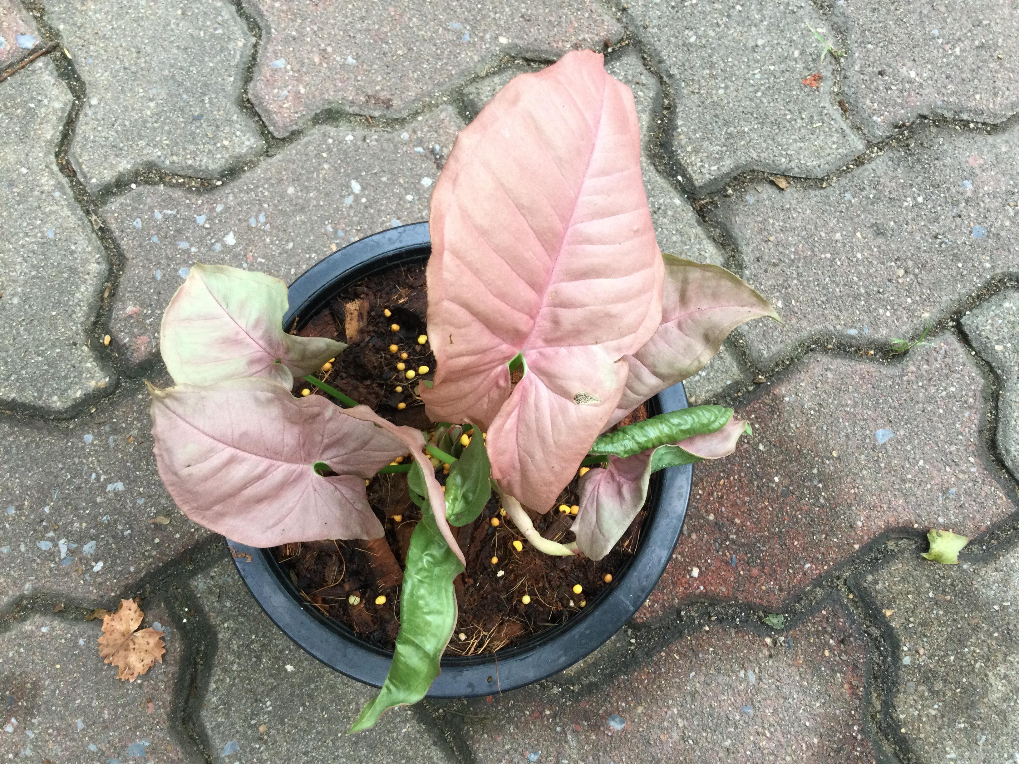 ต้นออมชมพูด่าง กระถาง 8 นิ้ว