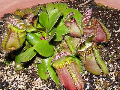กระเป๋าจิงโจ้ (Cephalotus Follicularis) / 3 เม็ด (Israel)