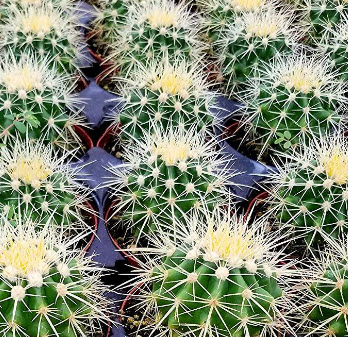 ต้นถังทอง (Echinocactus grusonii) กระถาง 2 นิ้ว / ต้น