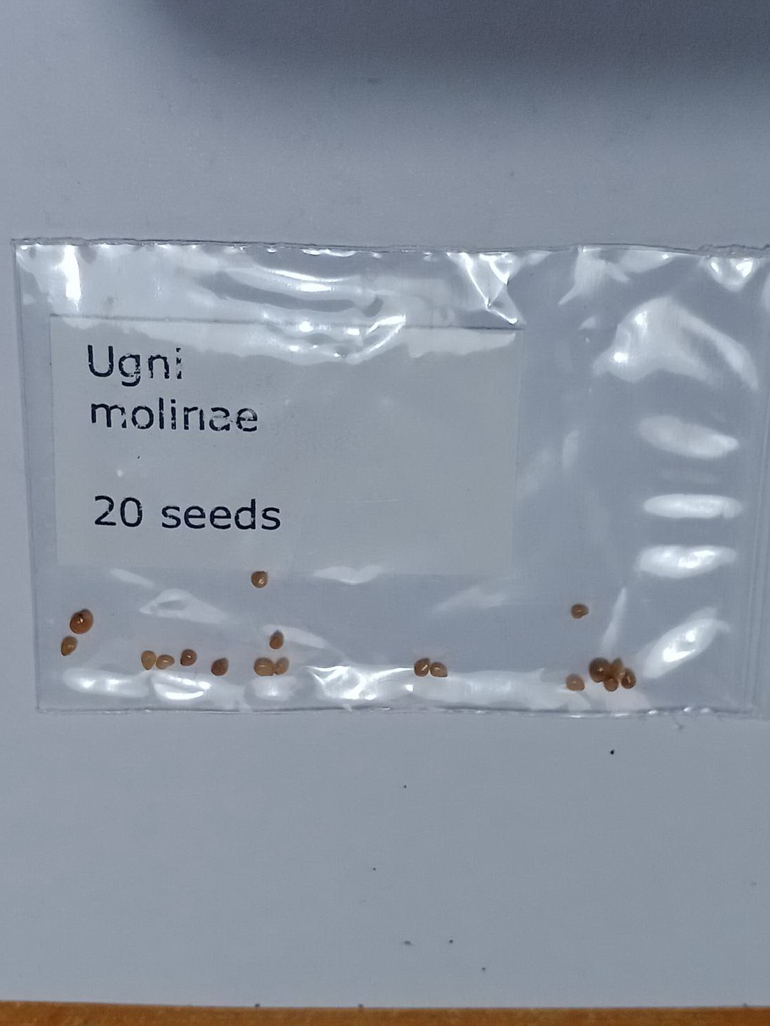 ชิเลียน กาวา (Chilean Guava) / 10 เม็ด (Portugal) *