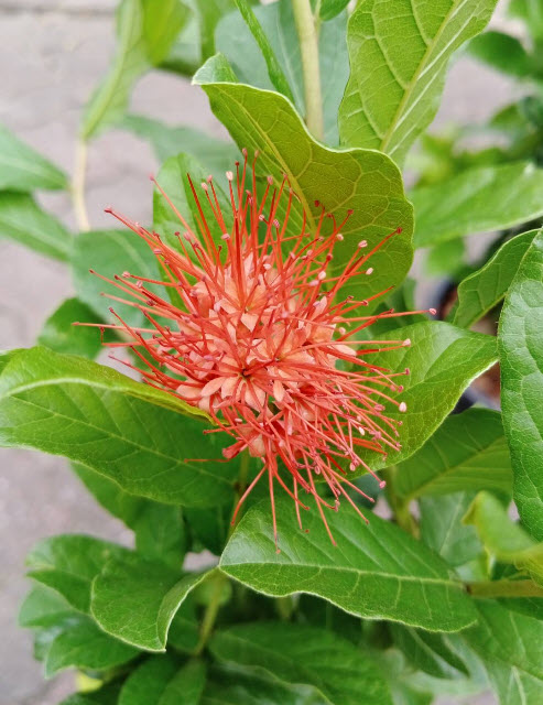 ต้นเงาะงาม หรือพู่อมร กระถาง 10 นิ้ว สูง 60-80 ซ.ม. / ต้น