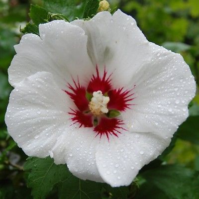 โรส ออฟ ชารอน (Rose of Sharon) เรด ฮาร์ท / 10 เม็ด (Australia)