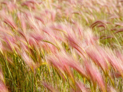 หญ้าหางกระรอก (Squirrel Tail Grass) / 50 เม็ด (UK)