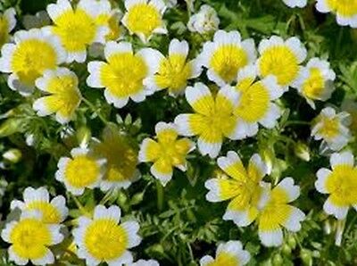 ดอกไข่ดาว (Poached Egg Plant) / 500 เม็ด (UK)*