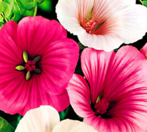 มาโลป (Malope trifida) คละสี / 150 เม็ด (UK)