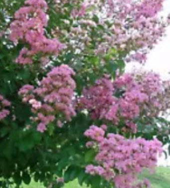 ต้นยี่เข่ง ชมพู กระถาง สูง 50-60 ซ.ม. / ต้น