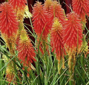 เรด ฮอท โป๊กเกอร์ (Red Hot Poker / Kniphofia uvaria) / 15 เม็ด (UK)