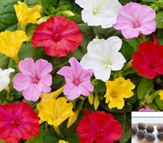 บานเย็น คละสี / 20 เม็ด (Hungary)