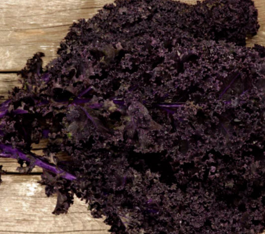 เคล (Kale - Curly Scarlet) หรือคะน้าใบหยิกสีม่วง / 500 เม็ด (UK)