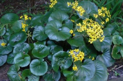 เสือดาว (Leopard plant) / 10 เม็ด (USA)