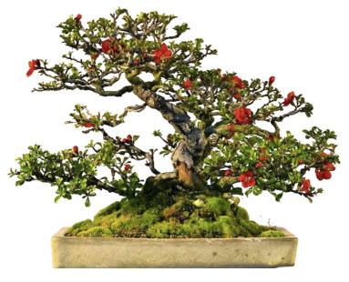 ควินซ์ญี่ปุ่น (Japanese Quince) / 10 เม็ด (UK)*