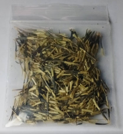 ดาวเรืองพื้นเมือง (Native Marigold) / 300 เม็ด หายากมาก