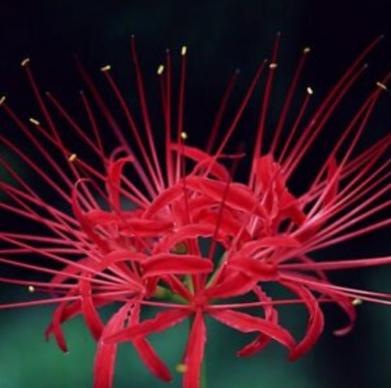 หัวว่านลิลี่แมงมุม (Spider Lily) สีแดง / 3 หัว