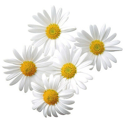 โรมัน คาโมมายล์ (Roman Chamomile) / 500 เม็ด