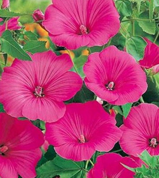 ชบาฝรั่ง (Rose Mallow - Lovliness) / 100 เม็ด (USA)