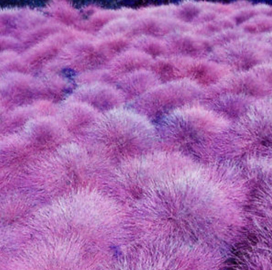 หญ้าฟาง (Fescue Grass) คละ 4 สี / 100 เม็ด