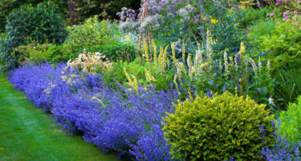 แค็ทนิพ (Catnip / Catmint) / 600 เม็ด (UK)