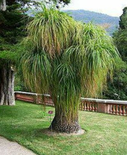ปาล์มหางม้ากัวเตมาลา (Guatemala Ponytail Palm) / 10 เม็ด (Portugal)