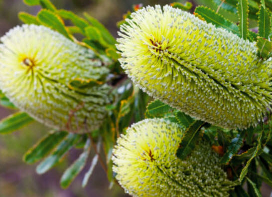 แบงเซีย (Banksia) สีเขียว / 5 เม็ด