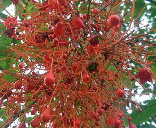 เพลิงภาณุ (Illawarra Flame Tree) / 10 เม็ด (Portugal)