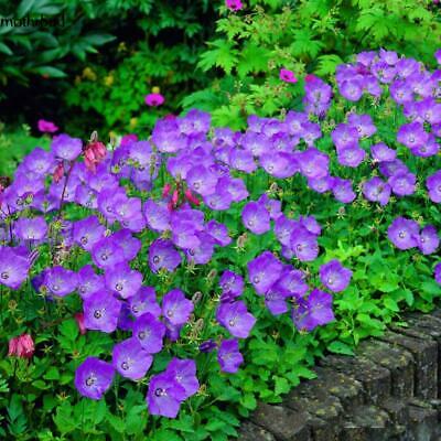 ดอกระฆัง หรือแคมพานูล่า (Campanula) คละ / 50 เม็ด (นอก)