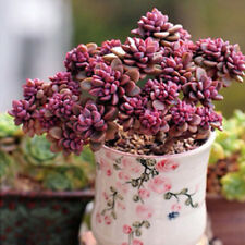เอชชิวาเรีย (Echeveria) / 50 เม็ด
