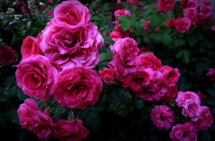 กุหลาบเลื้อย สีแดง / 100 เม็ด