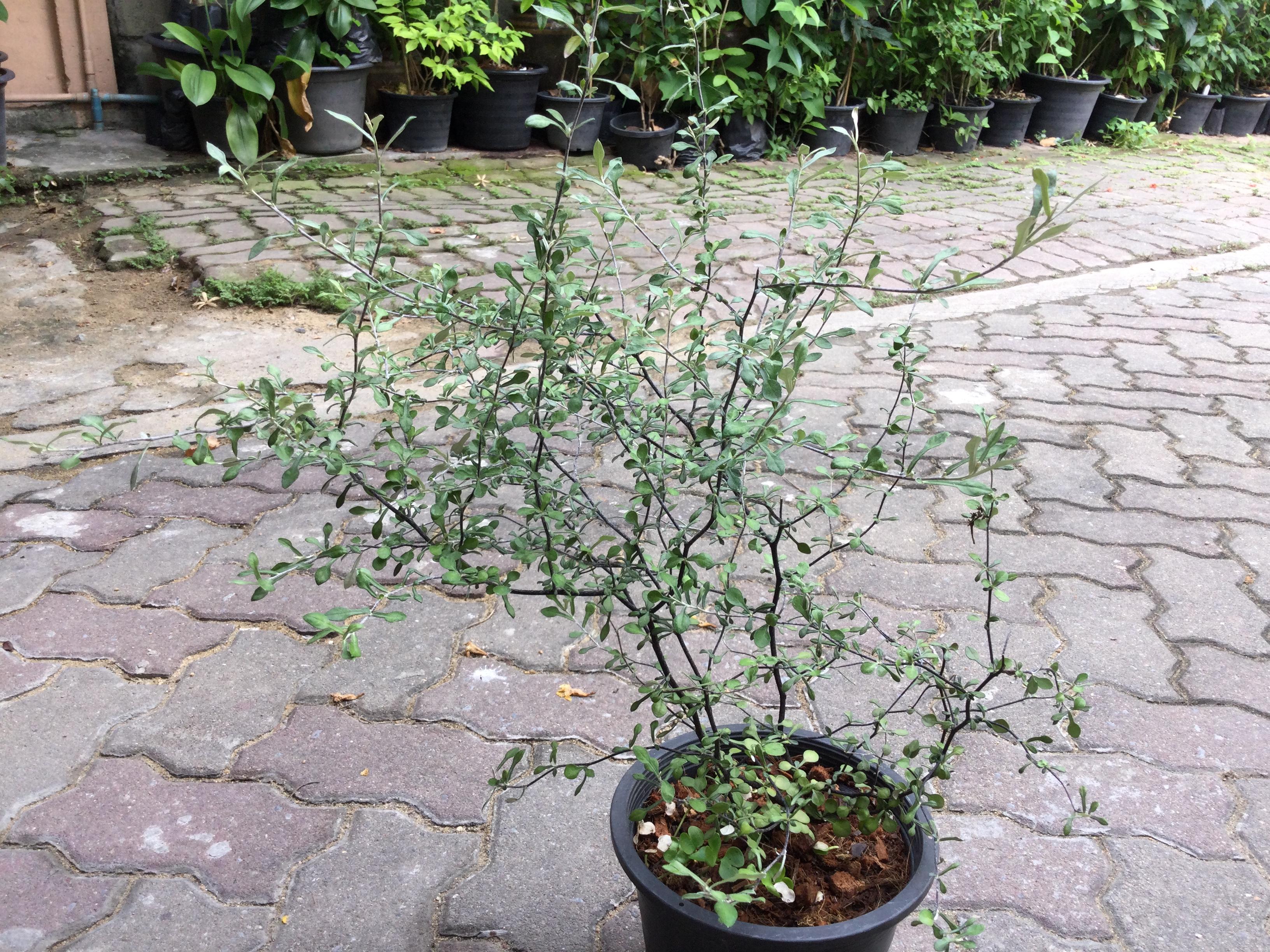 ต้นโคโรเกีย (Corokia) ใบเงิน สูง 30-40 ซ.ม. / ต้น (Holland)*